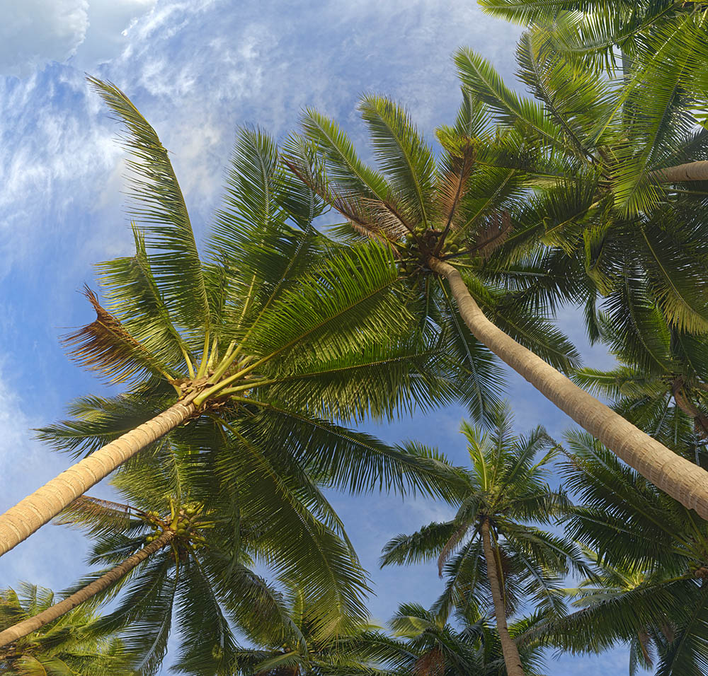 coconuts tree 11